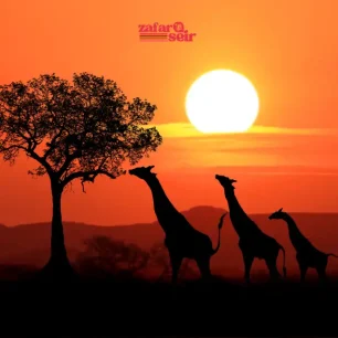 آفریقای جنوبی