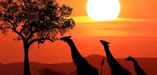 آفریقای جنوبی